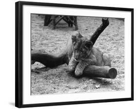 Cute Lion Cub-null-Framed Photographic Print