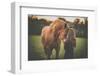 Cute Little Girl with Her Horse on a Lovely Meadow Lit by Warm Evening Light-l i g h t p o e t-Framed Photographic Print