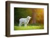 Cute Little Lamb on Fresh Spring Green Meadow during Sunrise-Lukas Gojda-Framed Photographic Print