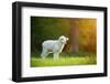 Cute Little Lamb on Fresh Spring Green Meadow during Sunrise-Lukas Gojda-Framed Photographic Print