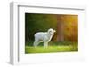 Cute Little Lamb on Fresh Spring Green Meadow during Sunrise-Lukas Gojda-Framed Photographic Print