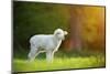 Cute Little Lamb on Fresh Spring Green Meadow during Sunrise-Lukas Gojda-Mounted Photographic Print