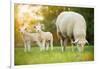Cute Little Lambs with Sheep on Fresh Green Meadow during Sunrise-Lukas Gojda-Framed Photographic Print