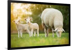 Cute Little Lambs with Sheep on Fresh Green Meadow during Sunrise-Lukas Gojda-Framed Photographic Print