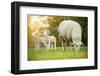 Cute Little Lambs with Sheep on Fresh Green Meadow during Sunrise-Lukas Gojda-Framed Photographic Print