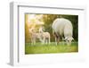 Cute Little Lambs with Sheep on Fresh Green Meadow during Sunrise-Lukas Gojda-Framed Photographic Print