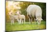 Cute Little Lambs with Sheep on Fresh Green Meadow during Sunrise-Lukas Gojda-Mounted Photographic Print