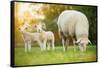 Cute Little Lambs with Sheep on Fresh Green Meadow during Sunrise-Lukas Gojda-Framed Stretched Canvas