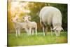 Cute Little Lambs with Sheep on Fresh Green Meadow during Sunrise-Lukas Gojda-Stretched Canvas