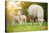 Cute Little Lambs with Sheep on Fresh Green Meadow during Sunrise-Lukas Gojda-Stretched Canvas