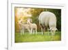 Cute Little Lambs with Sheep on Fresh Green Meadow during Sunrise-Lukas Gojda-Framed Photographic Print