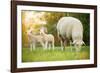 Cute Little Lambs with Sheep on Fresh Green Meadow during Sunrise-Lukas Gojda-Framed Photographic Print