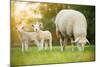 Cute Little Lambs with Sheep on Fresh Green Meadow during Sunrise-Lukas Gojda-Mounted Photographic Print