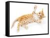 Cute Little Red Kitten Isolated on White-Yastremska-Framed Stretched Canvas