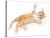 Cute Little Red Kitten Isolated on White-Yastremska-Stretched Canvas
