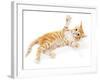 Cute Little Red Kitten Isolated on White-Yastremska-Framed Photographic Print