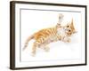 Cute Little Red Kitten Isolated on White-Yastremska-Framed Photographic Print