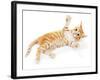 Cute Little Red Kitten Isolated on White-Yastremska-Framed Photographic Print