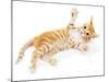 Cute Little Red Kitten Isolated on White-Yastremska-Mounted Photographic Print