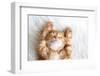 Cute Little Red Kitten Sleeps on Fur White Blanket-Alena Ozerova-Framed Photographic Print