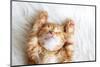 Cute Little Red Kitten Sleeps on Fur White Blanket-Alena Ozerova-Mounted Photographic Print