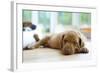 Cute Little Rhodesian Ridgeback Puppy Sleeping on the Ground. the Little Dogs are Four Weeks of Age-nancy dressel-Framed Photographic Print