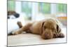 Cute Little Rhodesian Ridgeback Puppy Sleeping on the Ground. the Little Dogs are Four Weeks of Age-nancy dressel-Mounted Photographic Print