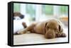Cute Little Rhodesian Ridgeback Puppy Sleeping on the Ground. the Little Dogs are Four Weeks of Age-nancy dressel-Framed Stretched Canvas