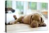 Cute Little Rhodesian Ridgeback Puppy Sleeping on the Ground. the Little Dogs are Four Weeks of Age-nancy dressel-Stretched Canvas