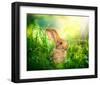 Cute Little Sunny Easter Bunny-null-Framed Art Print