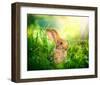 Cute Little Sunny Easter Bunny-null-Framed Art Print