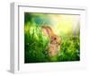 Cute Little Sunny Easter Bunny-null-Framed Art Print