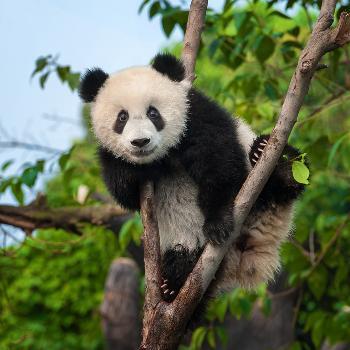 Cute Panda Bear Climbing Tree in Forest' Photographic Print - Hung Chung  Chih | AllPosters.com