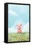 Cute Pig-Xuan Thai-Framed Stretched Canvas