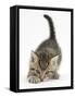 Cute Playful Tabby Kitten, Stanley, 6 Weeks Old-Mark Taylor-Framed Stretched Canvas