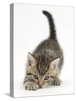 Cute Playful Tabby Kitten, Stanley, 6 Weeks Old-Mark Taylor-Stretched Canvas