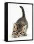 Cute Playful Tabby Kitten, Stanley, 6 Weeks Old-Mark Taylor-Framed Stretched Canvas