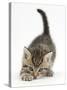 Cute Playful Tabby Kitten, Stanley, 6 Weeks Old-Mark Taylor-Stretched Canvas