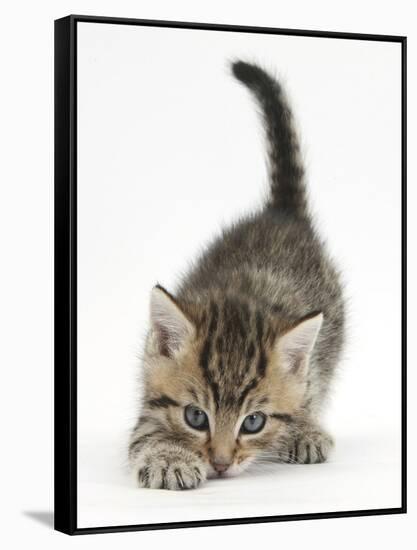 Cute Playful Tabby Kitten, Stanley, 6 Weeks Old-Mark Taylor-Framed Stretched Canvas