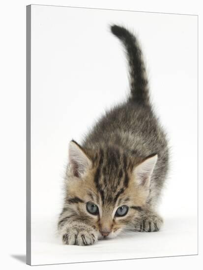 Cute Playful Tabby Kitten, Stanley, 6 Weeks Old-Mark Taylor-Stretched Canvas