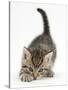 Cute Playful Tabby Kitten, Stanley, 6 Weeks Old-Mark Taylor-Stretched Canvas