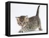 Cute Playful Tabby Kitten, Stanley, 6 Weeks Old-Mark Taylor-Framed Stretched Canvas