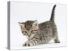 Cute Playful Tabby Kitten, Stanley, 6 Weeks Old-Mark Taylor-Stretched Canvas