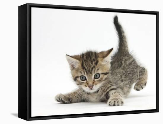 Cute Playful Tabby Kitten, Stanley, 6 Weeks Old-Mark Taylor-Framed Stretched Canvas