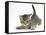 Cute Playful Tabby Kitten, Stanley, 6 Weeks Old-Mark Taylor-Framed Stretched Canvas