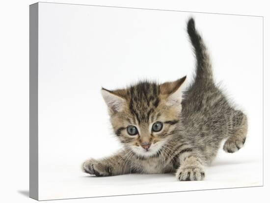 Cute Playful Tabby Kitten, Stanley, 6 Weeks Old-Mark Taylor-Stretched Canvas