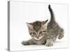 Cute Playful Tabby Kitten, Stanley, 6 Weeks Old-Mark Taylor-Stretched Canvas