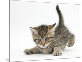 Cute Playful Tabby Kitten, Stanley, 6 Weeks Old-Mark Taylor-Stretched Canvas