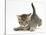 Cute Playful Tabby Kitten, Stanley, 6 Weeks Old-Mark Taylor-Stretched Canvas