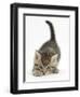 Cute Playful Tabby Kitten, Stanley, 6 Weeks Old-Mark Taylor-Framed Premium Photographic Print